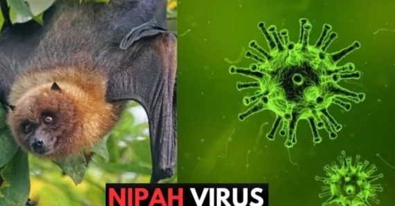 BỆNH DO VIRUS NIPAH